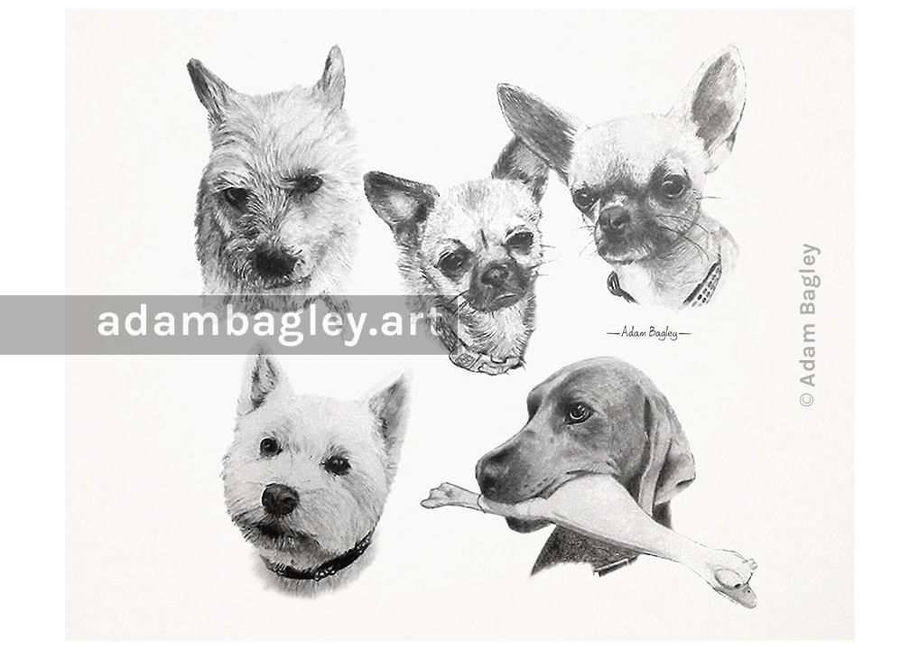 This image shows five examples of pet portraits drawn in graphite pencil by artist Adam Bagley.